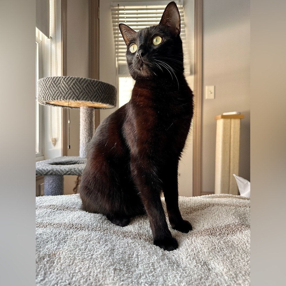 Meet your Posher, Rory - Picture 4 of 4